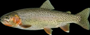 Colorado River cutthroat trout