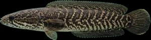 Chevron Snakehead