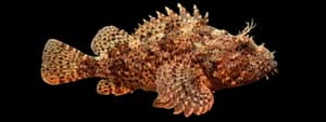 California Scorpionfish