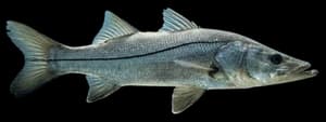 Common snook