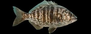 Calico surfperch