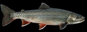 Dolly Varden
