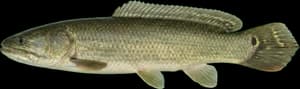 Emerald Bowfin