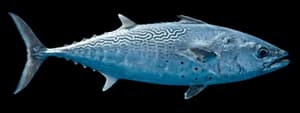 False albacore