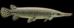 Florida gar