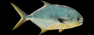 Florida pompano