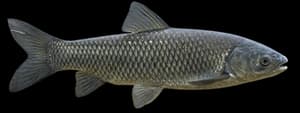 Grass carp