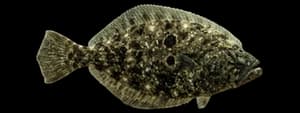 Gulf flounder