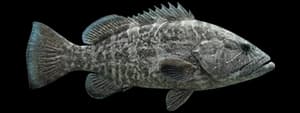 Gag grouper