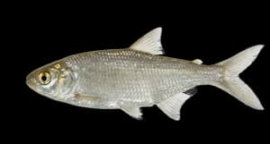 Goldeye