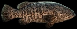 Goliath grouper