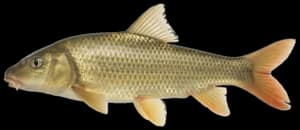 Golden redhorse
