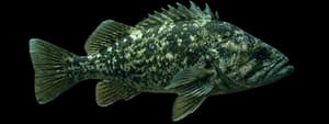 Grass Rockfish