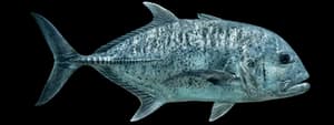 Giant trevally