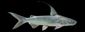 gafftopsail catfish
