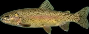 Gila Trout