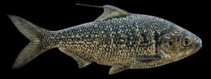 Gizzard shad
