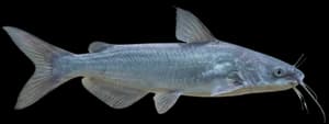 hardhead catfish