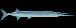 houndfish