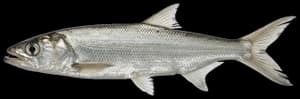 Hawaiian ladyfish