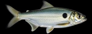 Hickory shad