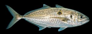 Jack mackerel