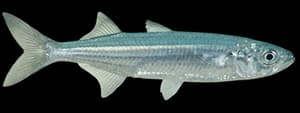 Jacksmelt