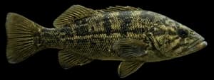Kelp bass