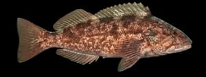 kelp greenling