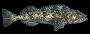 Lingcod