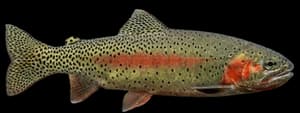 Lahontan Cutthroat Trout