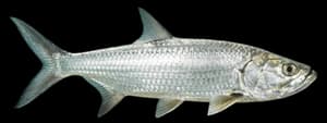 Ladyfish