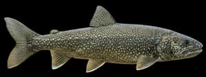 Lake trout