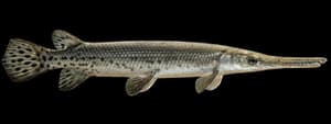 Longnose gar