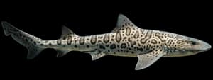 Leopard shark