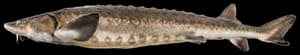 Lake Sturgeon