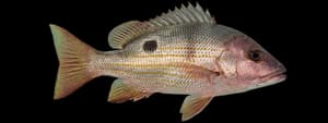Lane snapper