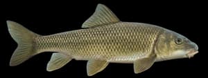 Largescale Sucker