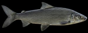 Lake whitefish