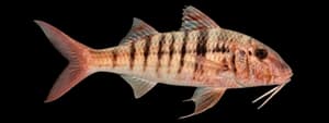 Manybar goatfish