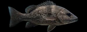 Mangrove snapper