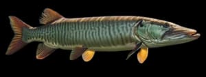 Muskellunge