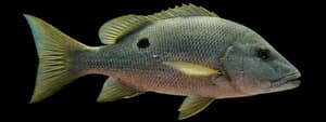 Mutton snapper