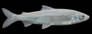 Mountain Whitefish