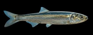 Northern anchovy