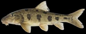 Northern hogsucker