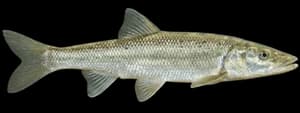 Northern Pikeminnow