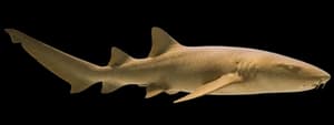 nurse shark