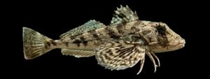 Northern sea robin