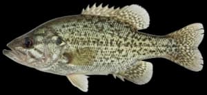 Ozark bass